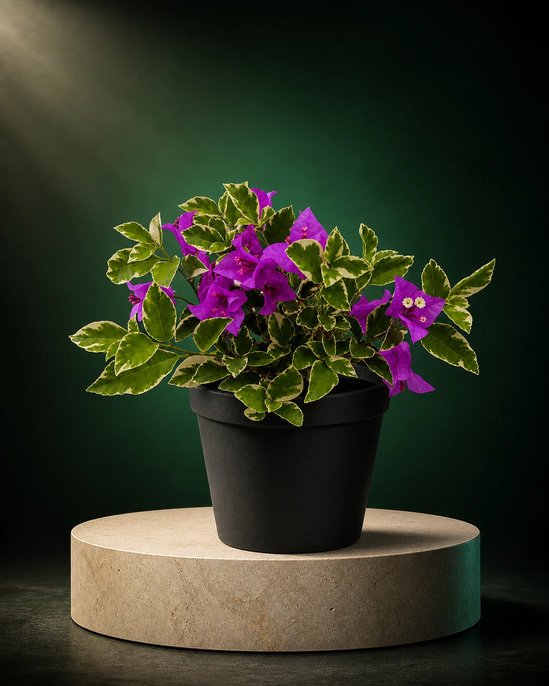 Variegated purple bougainvillea on the Gro Plus limestone platform