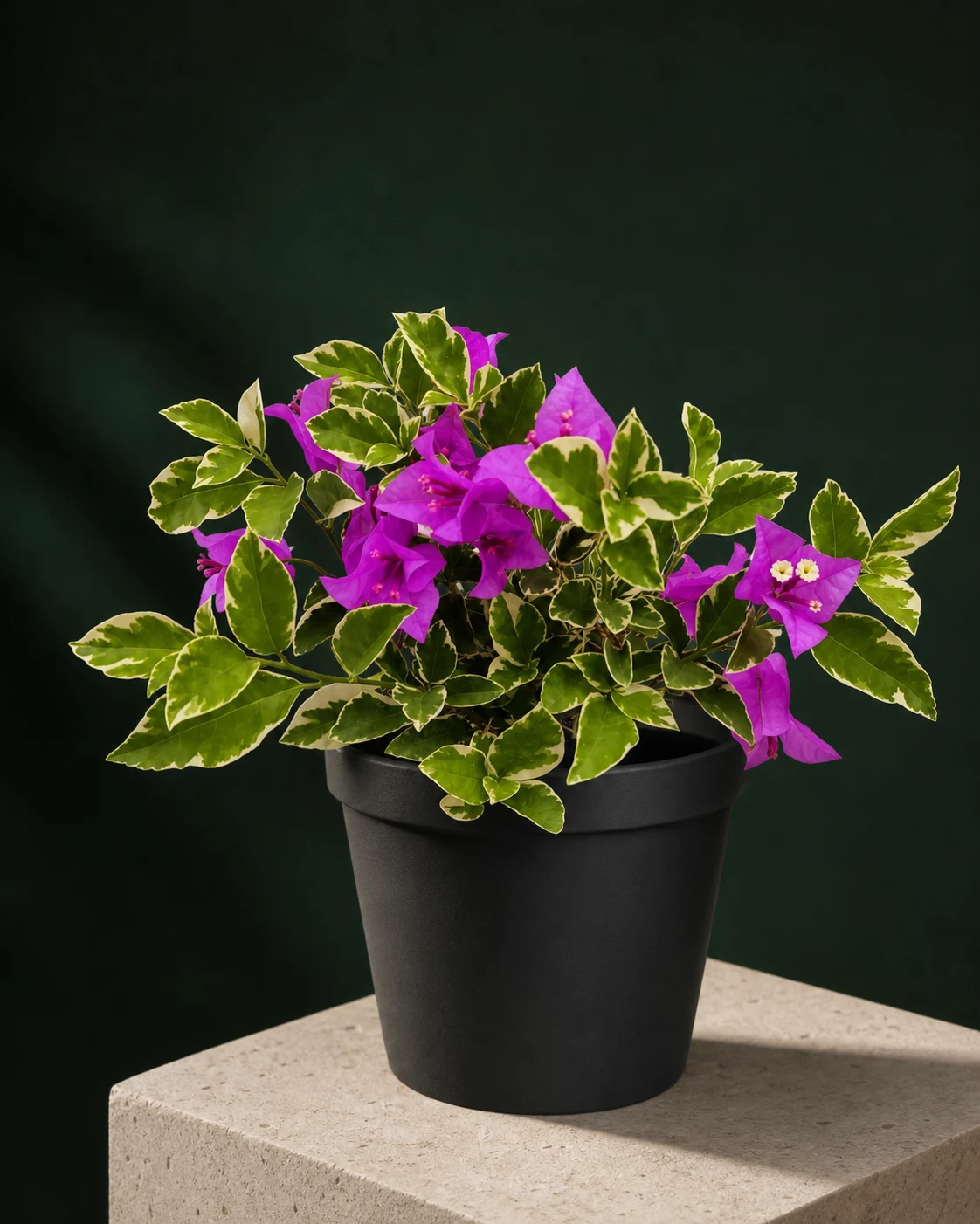 Variegated bougainvillea grown by the Gro Plus nursery team
