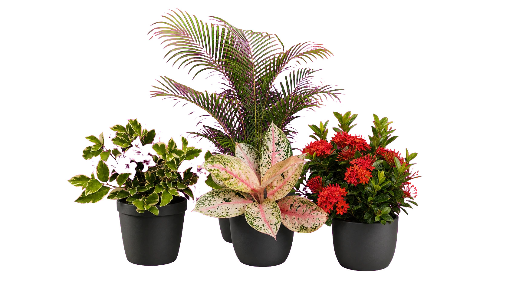 Variegated bougainvillea, areca palm, pink aglaonema and red ixora nursery plants