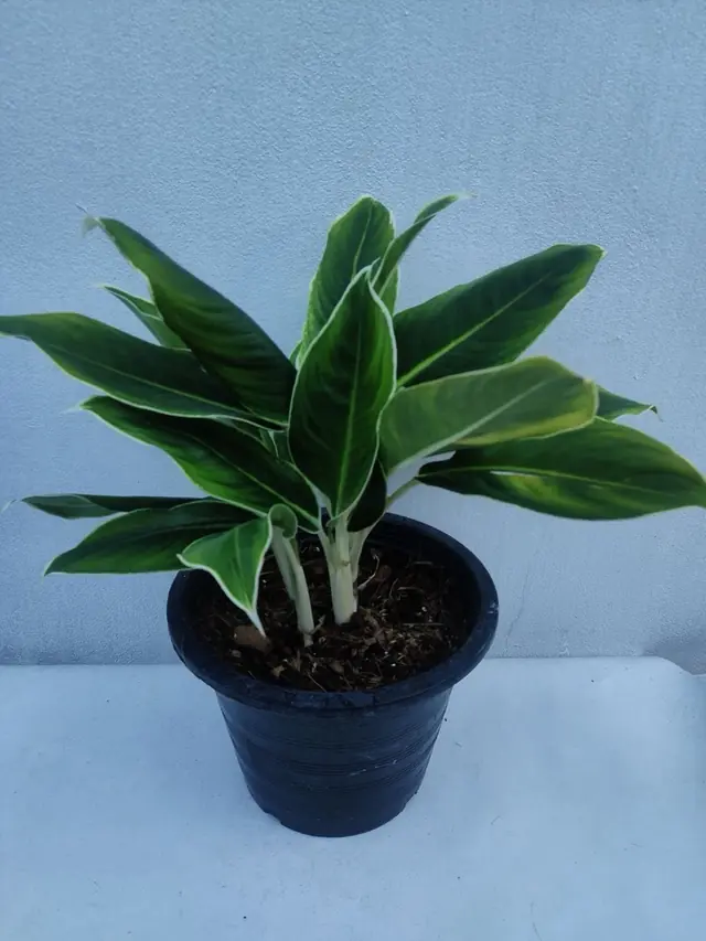 Aglaonema (Chinese Evergreen) — White-Edged — Dark green leaves with white margins
