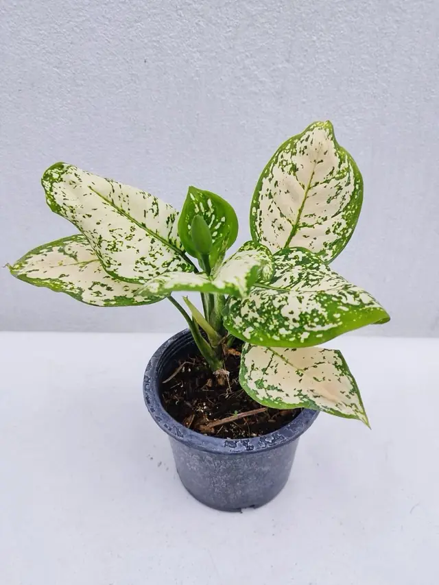 Aglaonema — White Variegated — Cream-white leaves speckled green at the margins