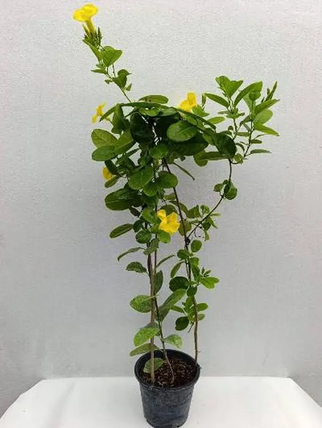 Allamanda (Golden Trumpet) — Yellow — Climbing stems with glossy oval leaves and yellow trumpet flowers