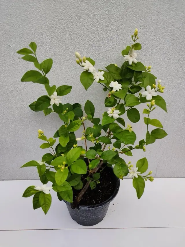 Arabian Jasmine (Jasminum sambac) — White star-shaped flowers and buds over bright green oval leaves