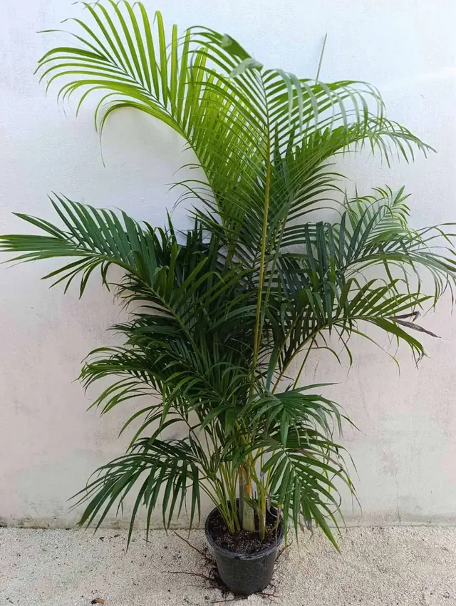 Areca Palm — Multi-stem clump with arching feathery fronds, around 1.5-1.8 m