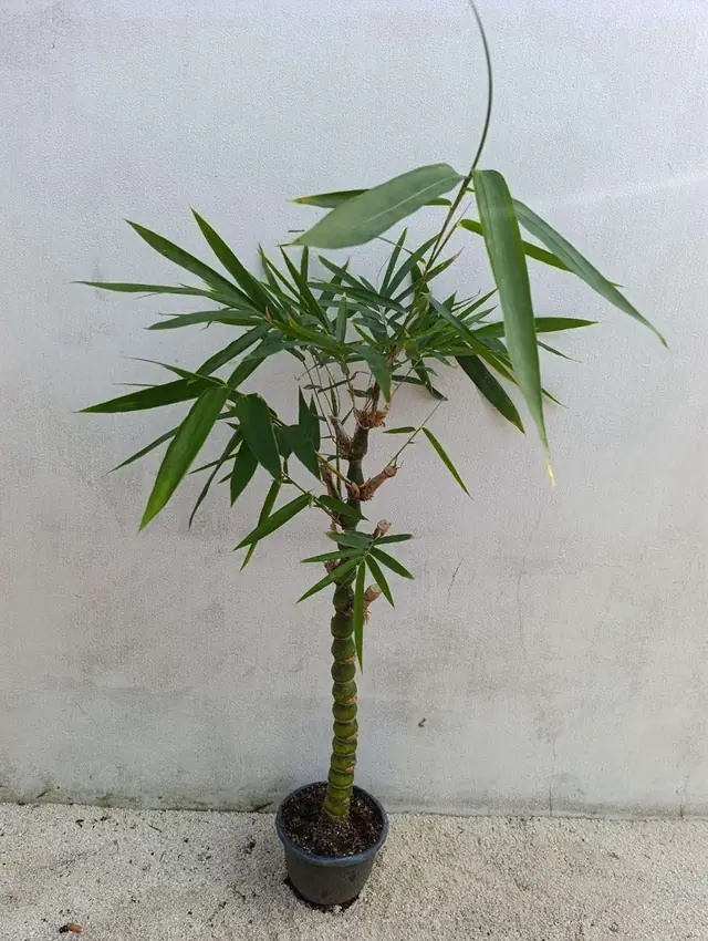 Bamboo — Single segmented green cane with lance-shaped leaves