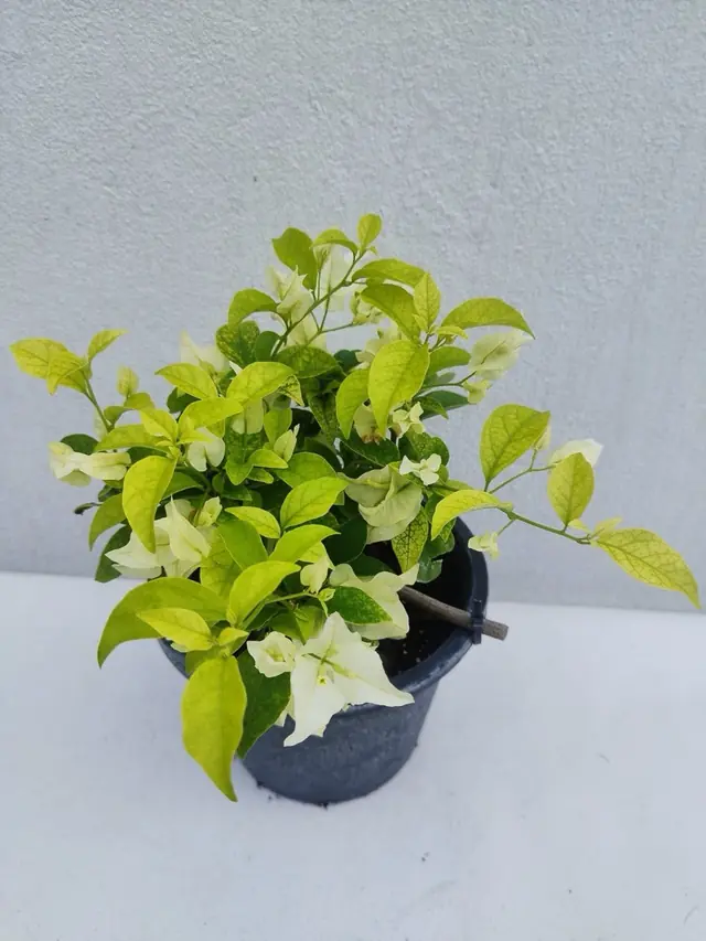 Bougainvillea — Golden Leaf, White — Creamy-white bracts over lime-gold foliage