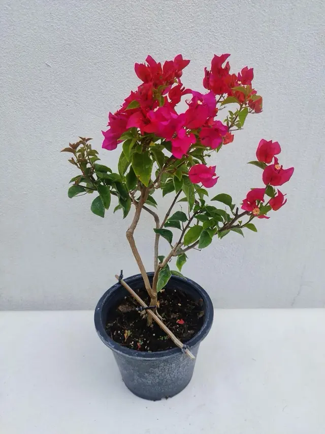 Bougainvillea — Magenta-Red — Heavy bloom of magenta-crimson bracts