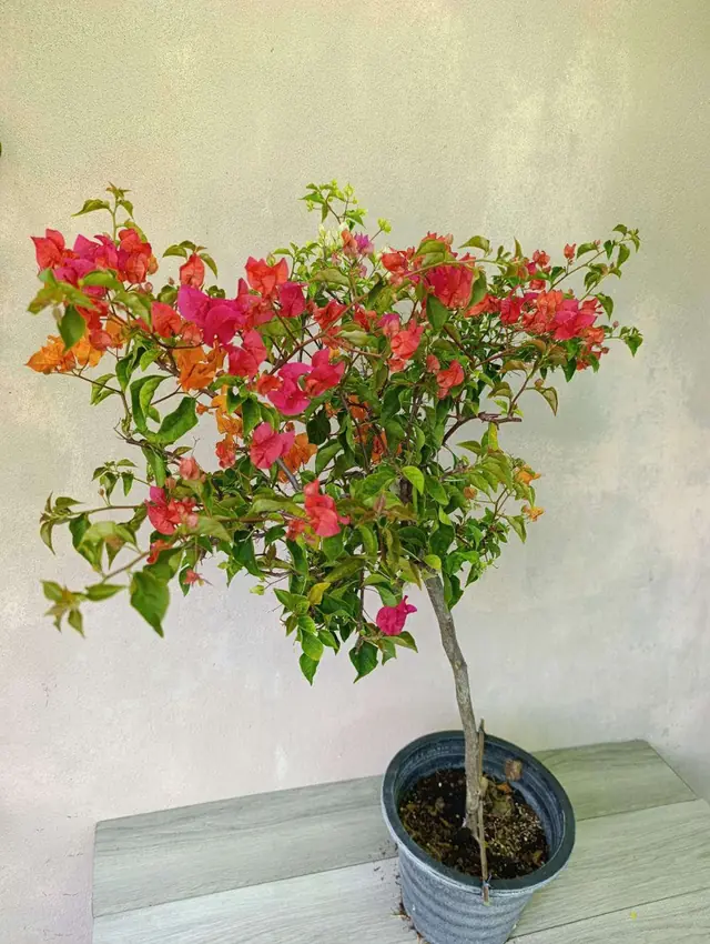Bougainvillea tree-form with red, pink and orange bracts from the Hithadhoo nursery