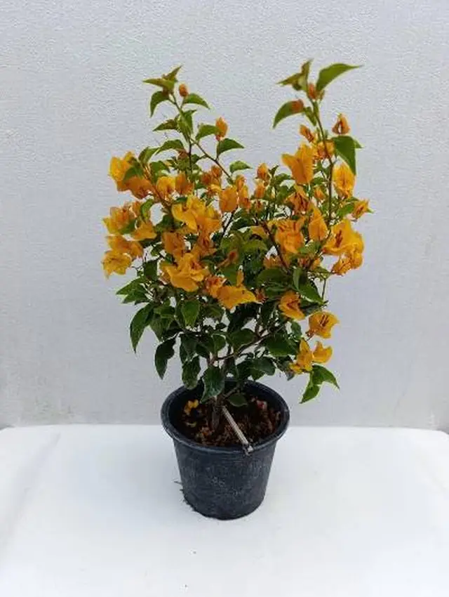 Bougainvillea — Orange — Orange bracts with reddish new growth