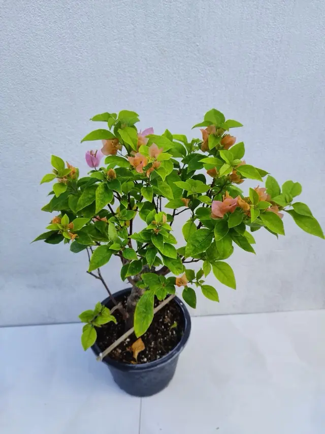 Bougainvillea — Peach & Pink — Peach-orange and soft-pink bracts on bushy growth