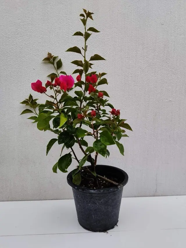 Bougainvillea — Pink-Red — Deep pink-red bracts on an upright plant about 60-70 cm