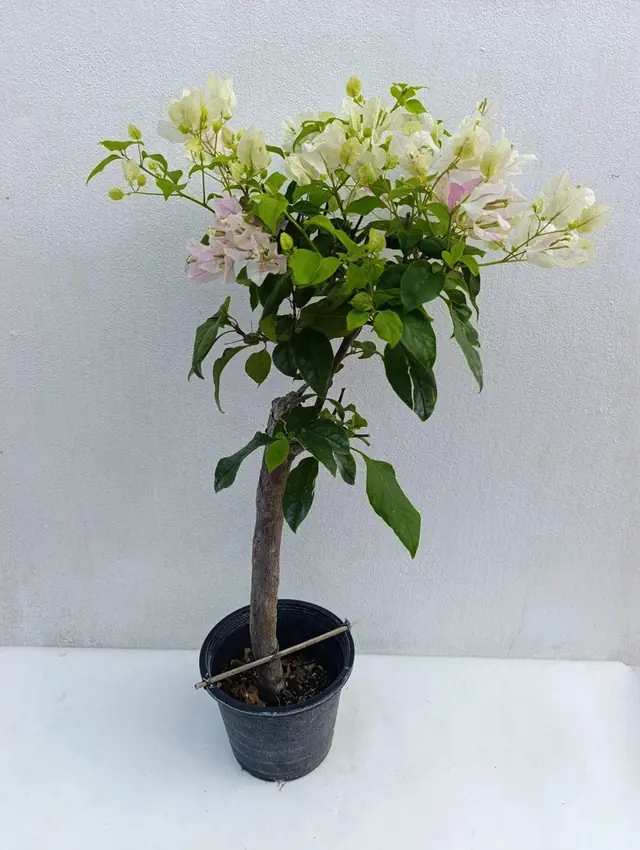 Bougainvillea — White with Pink Blush (Tree Form) — Single-trunk standard with creamy-white bracts blushed pink