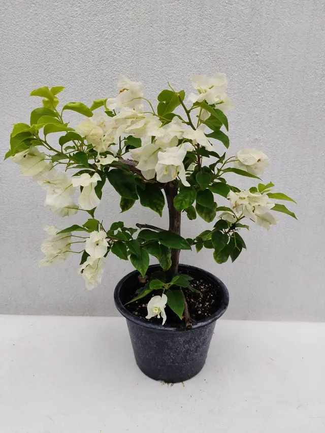 Bougainvillea — White (Tree Form) — White bracts on a woody-trunk standard, around 70-80 cm