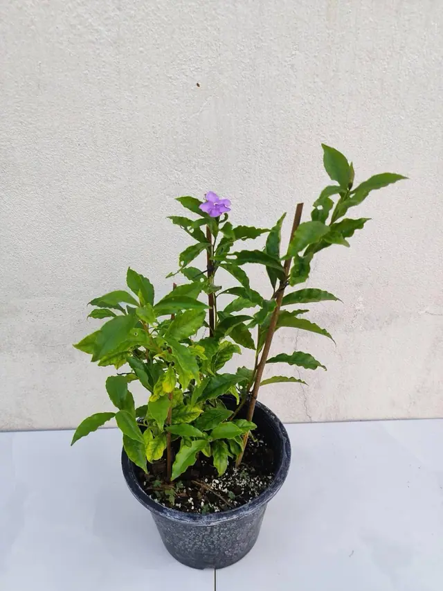 Brunfelsia (Yesterday-Today-Tomorrow) — Staked shrub with a lavender-purple flower
