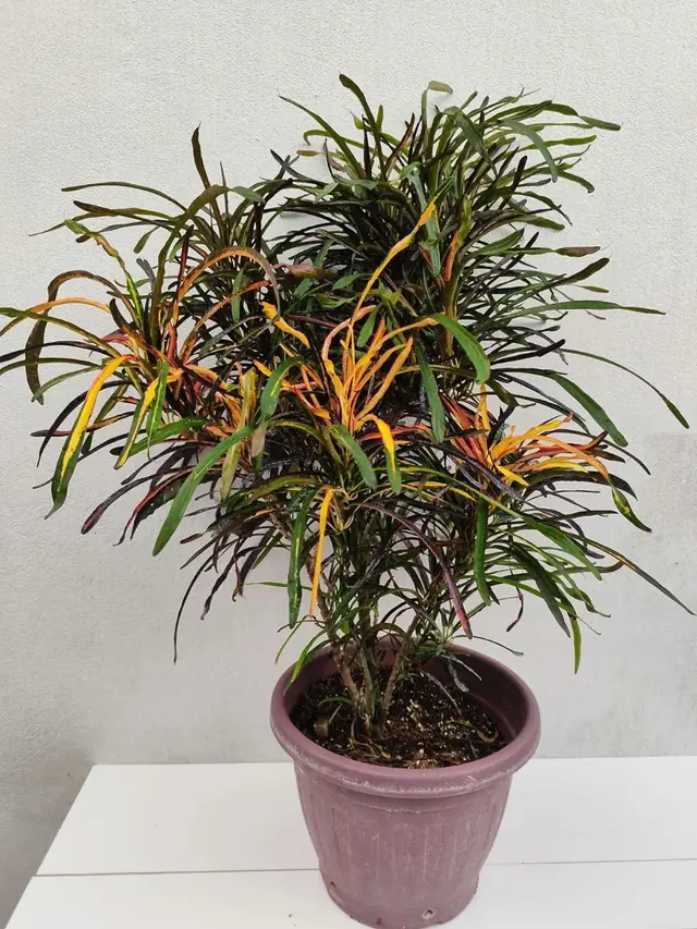 Croton — Narrow Leaf — Narrow ribbon leaves in green, orange and red