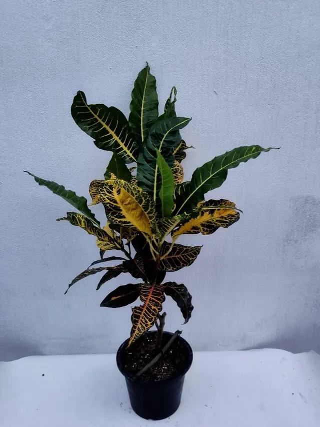 Croton — Yellow & Green — Yellow-speckled green leaves with red-orange midribs