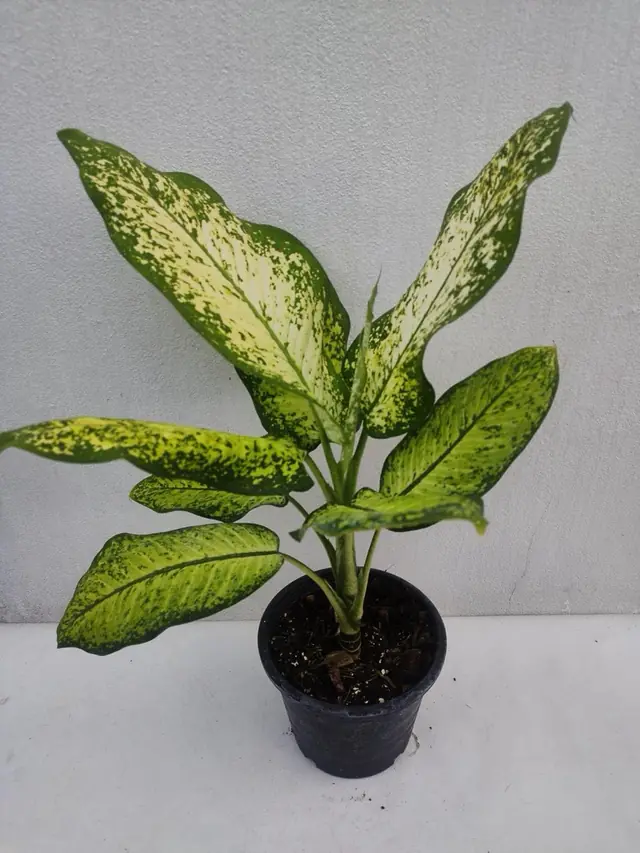 Dieffenbachia (Dumb Cane) — Cream Variegated — Broad leaves heavily speckled cream and green