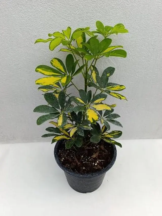 Dwarf Umbrella Tree — Variegated — Palmate green-and-yellow variegated leaflets