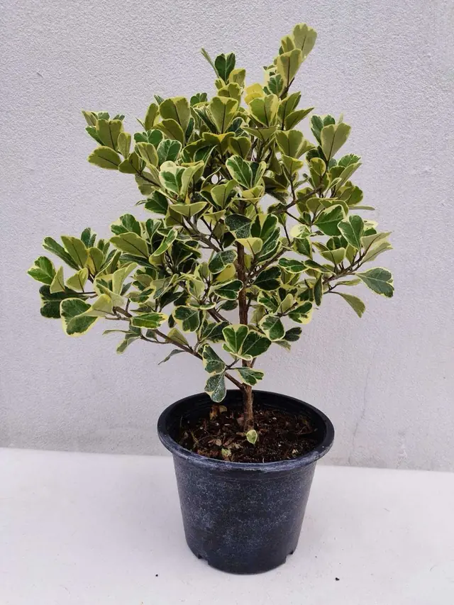Variegated Triangle Fig — Triangular leaves with cream-yellow margins, about 50 cm
