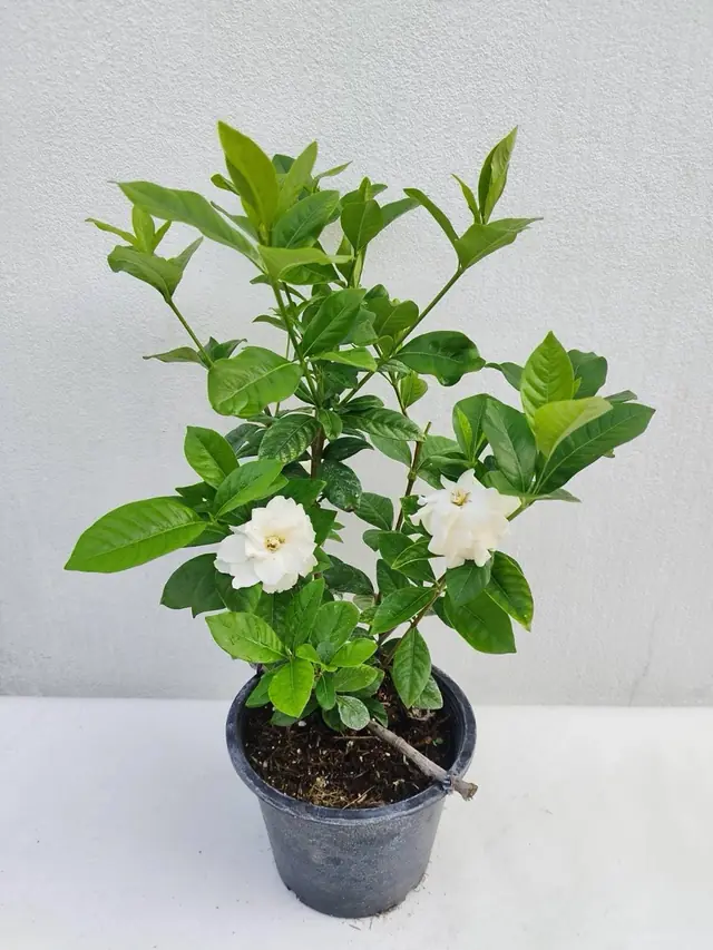 Gardenia — Double white flowers over glossy dark-green foliage