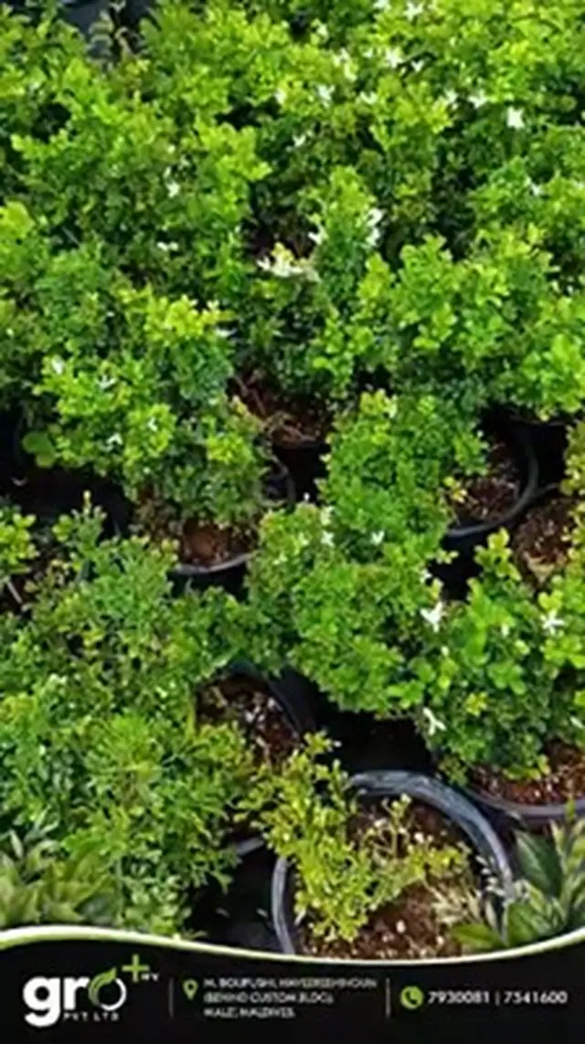 Hedge Shrub — Small White Flowers — Small-leaved green shrubs with tiny white flowers in nursery poly pots