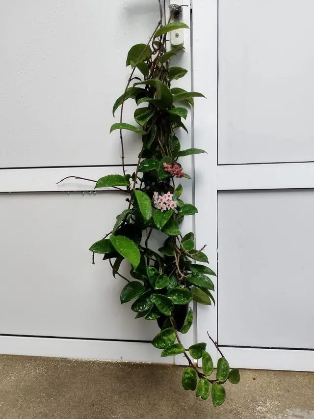 Hoya (Wax Plant) — Pink — Trailing vine with waxy leaves and pink flower clusters