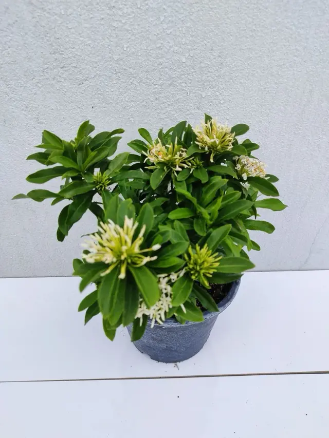 Dwarf Ixora — Cream/White — Cream star-tipped flower clusters on a compact shrub