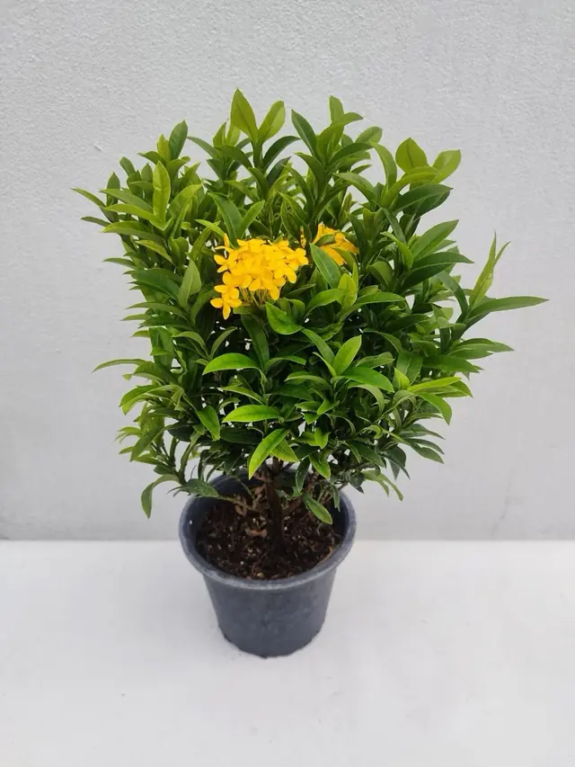 Dwarf Ixora — Yellow — Golden-yellow star-shaped flower cluster on a compact shrub