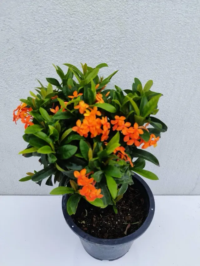 Ixora — Orange (Dwarf) — Orange star-shaped flower clusters on dense foliage