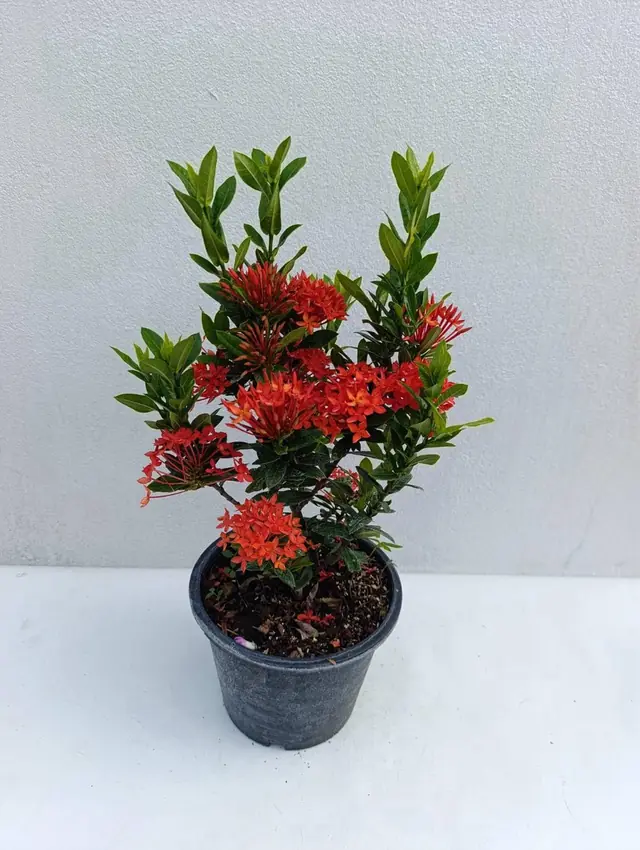 Ixora — Red — Dense red star-shaped flower clusters over glossy leaves