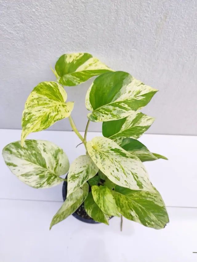 Marble Queen Pothos — Heart-shaped leaves heavily variegated cream and green