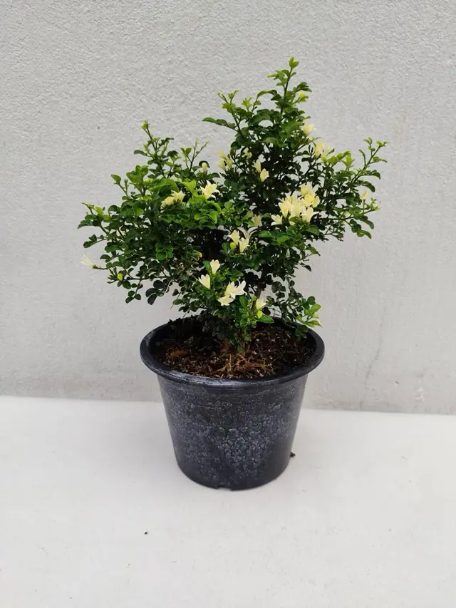 Orange Jasmine — Dwarf (Murraya) — Compact shrub with tiny glossy leaflets and creamy-white buds