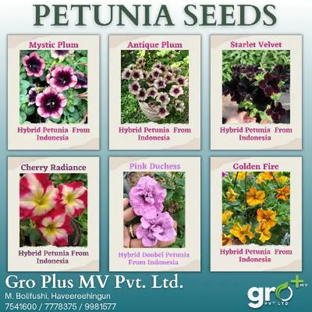 Petunia Seeds — Hybrid Varieties (Indonesia) — Hybrid petunia seeds in six named varieties including Mystic Plum, Cherry Radiance and Golden Fire