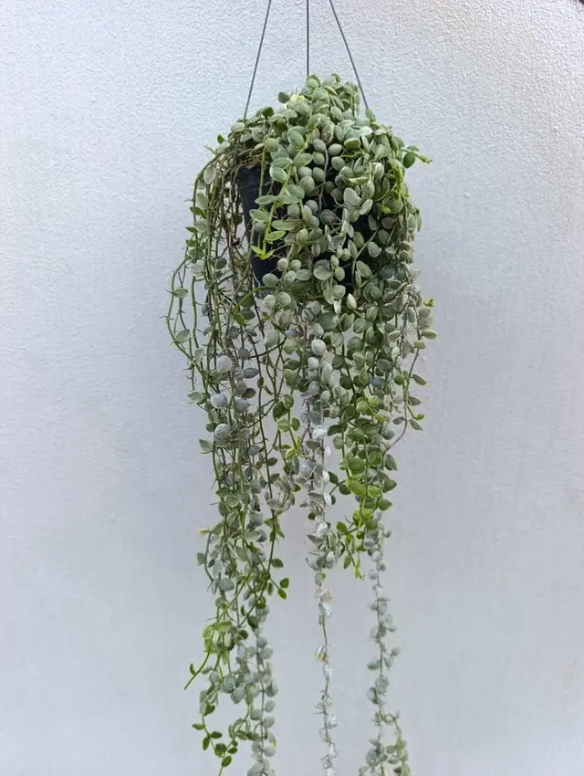 String of Nickels (Dischidia) — Hanging basket with trailing strands of coin-shaped leaves