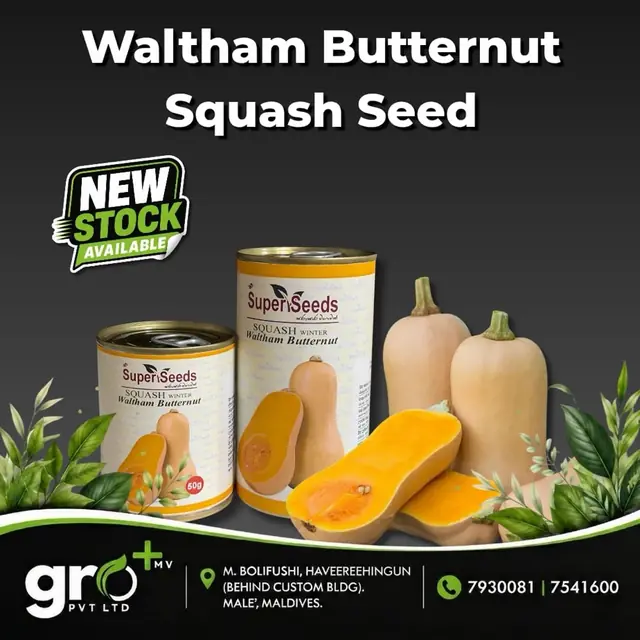 Super Seeds — Waltham Butternut Squash Seed — Butternut squash seed, 50 g tin