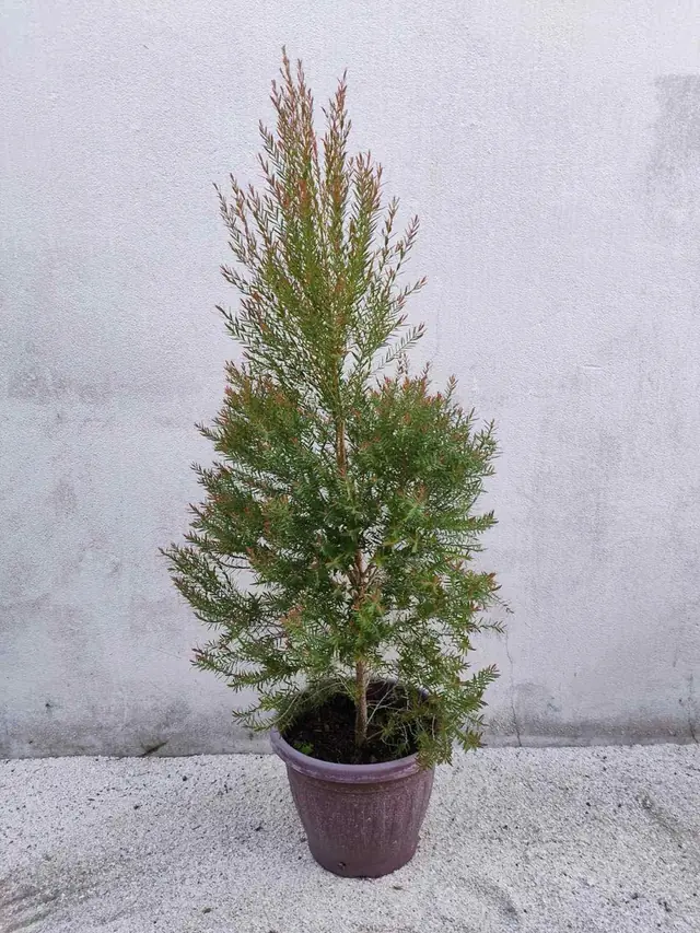 Tea Tree (Melaleuca) — Conical fine-needle shrub with bronze-red new growth