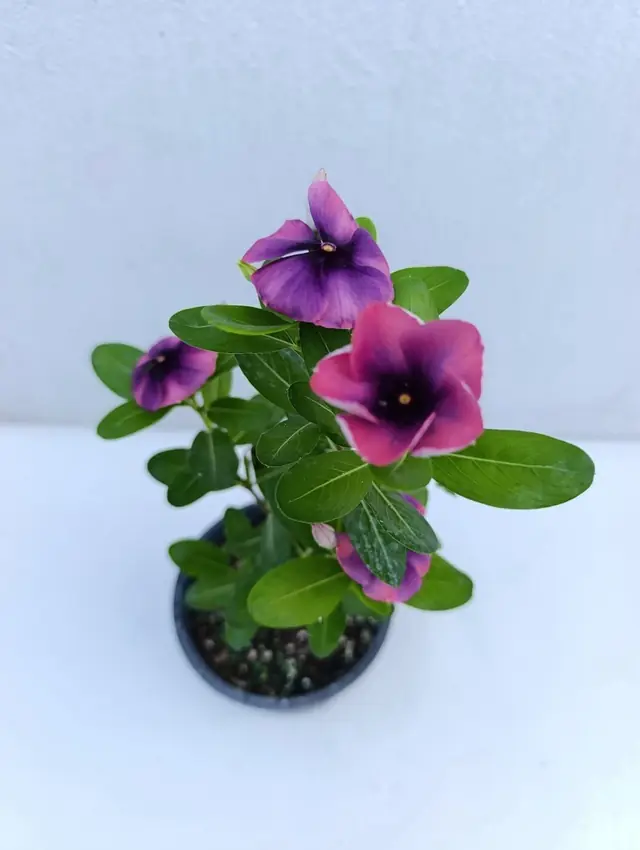 Madagascar Periwinkle (Vinca) — Magenta — Magenta-burgundy flowers with a dark purple eye