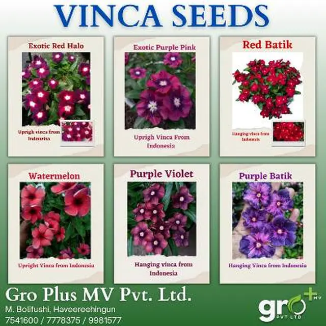 Vinca Seeds — Upright & Hanging (Indonesia) — Vinca seed range in named varieties, upright and hanging types